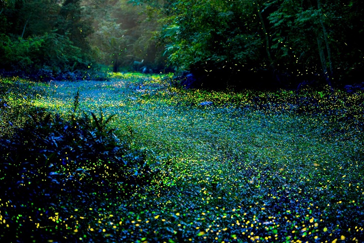 苗栗-西湖渡假村