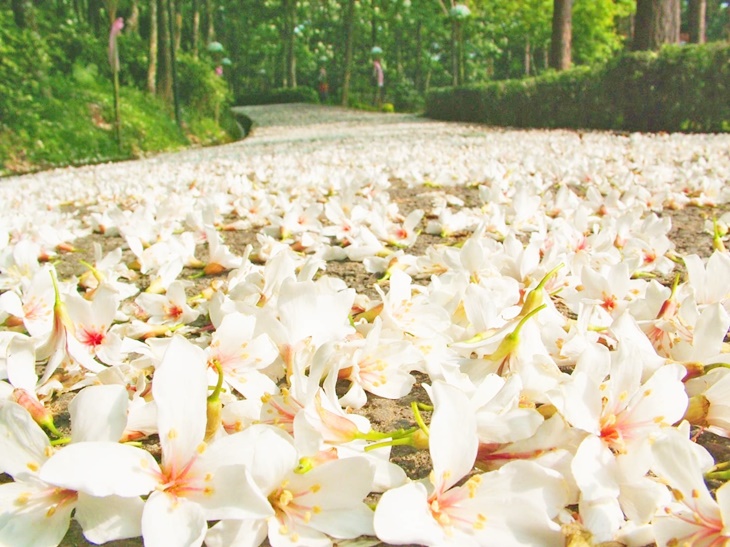 苗栗-西湖渡假村