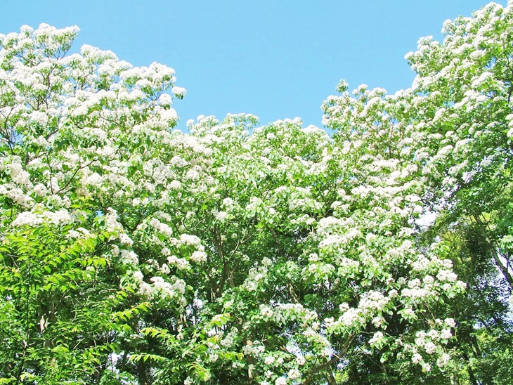 苗栗-西湖渡假村