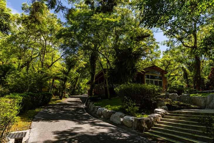 最大樟樹森林