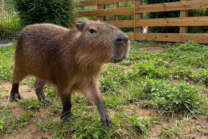 園區內除了帥氣凜然的馬匹，還有超可愛的水豚及超人氣迷你羊等可愛動物明星。