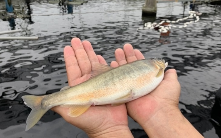 柯林湧泉爆蛋母香魚