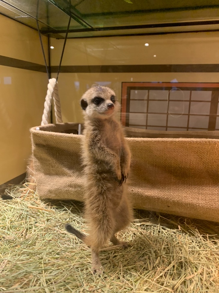 狐獴