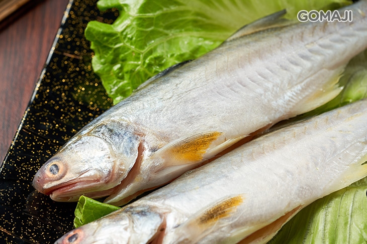 午仔魚