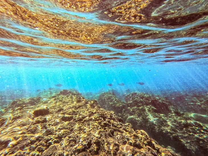單人浮潛生態導覽