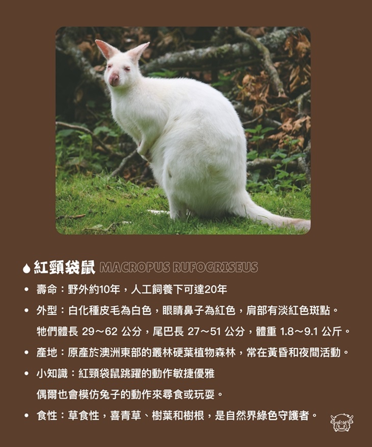 南投埔里-水与松萌萌園
