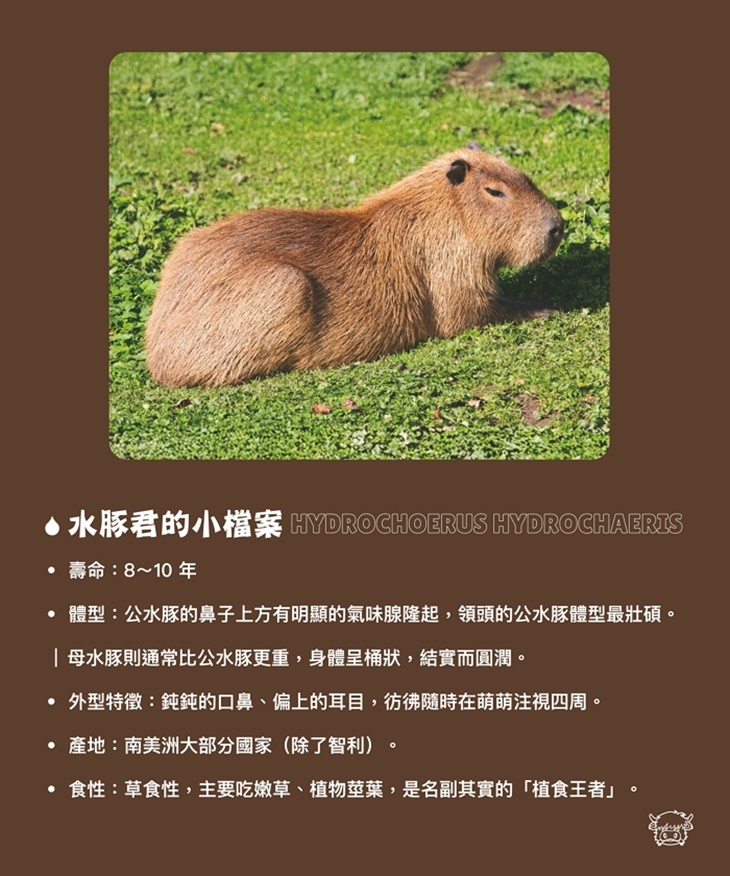 南投埔里-水与松萌萌園