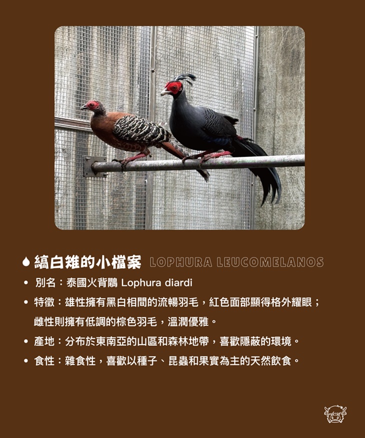 南投埔里-水与松萌萌園