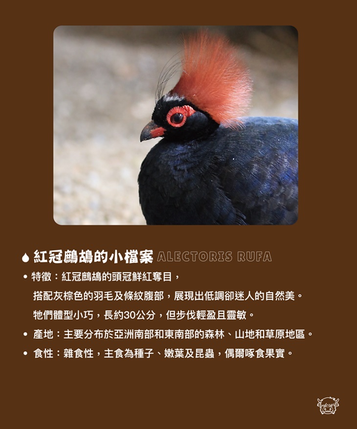 南投埔里-水与松萌萌園