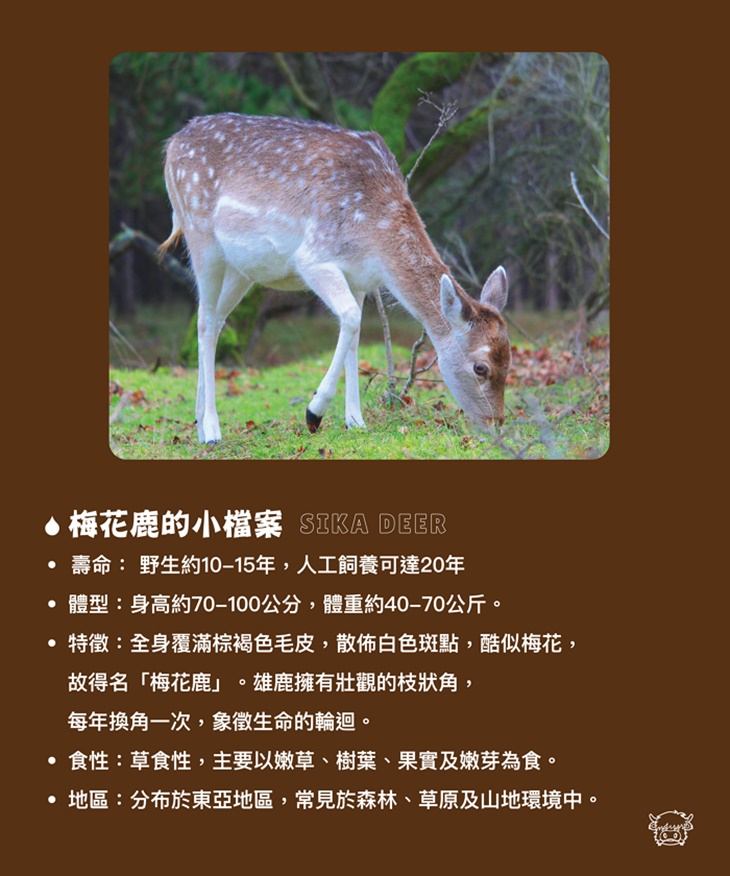 南投埔里-水与松萌萌園