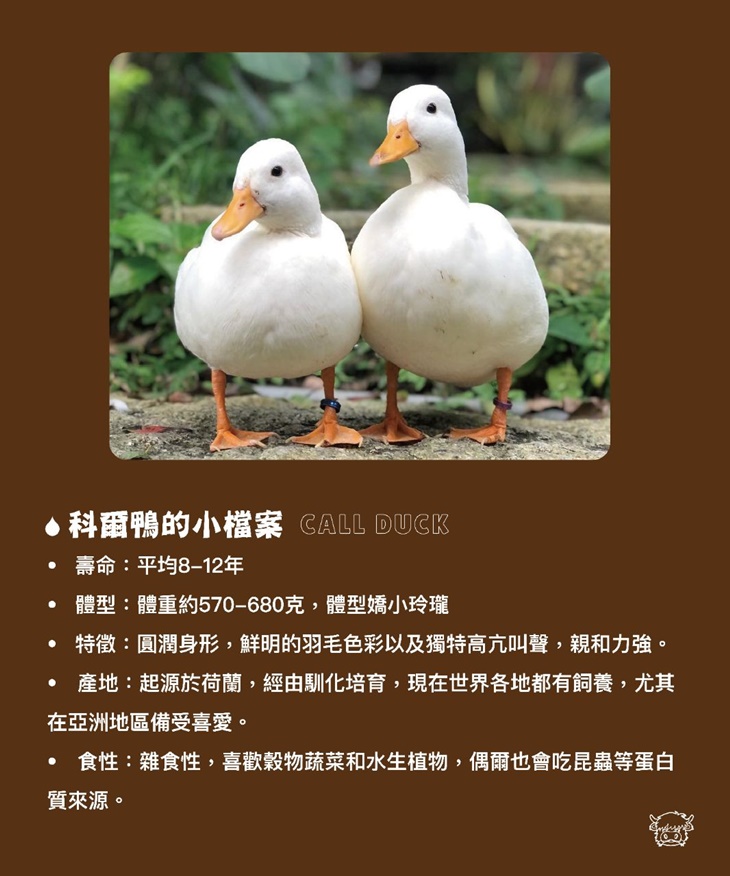 南投埔里-水与松萌萌園