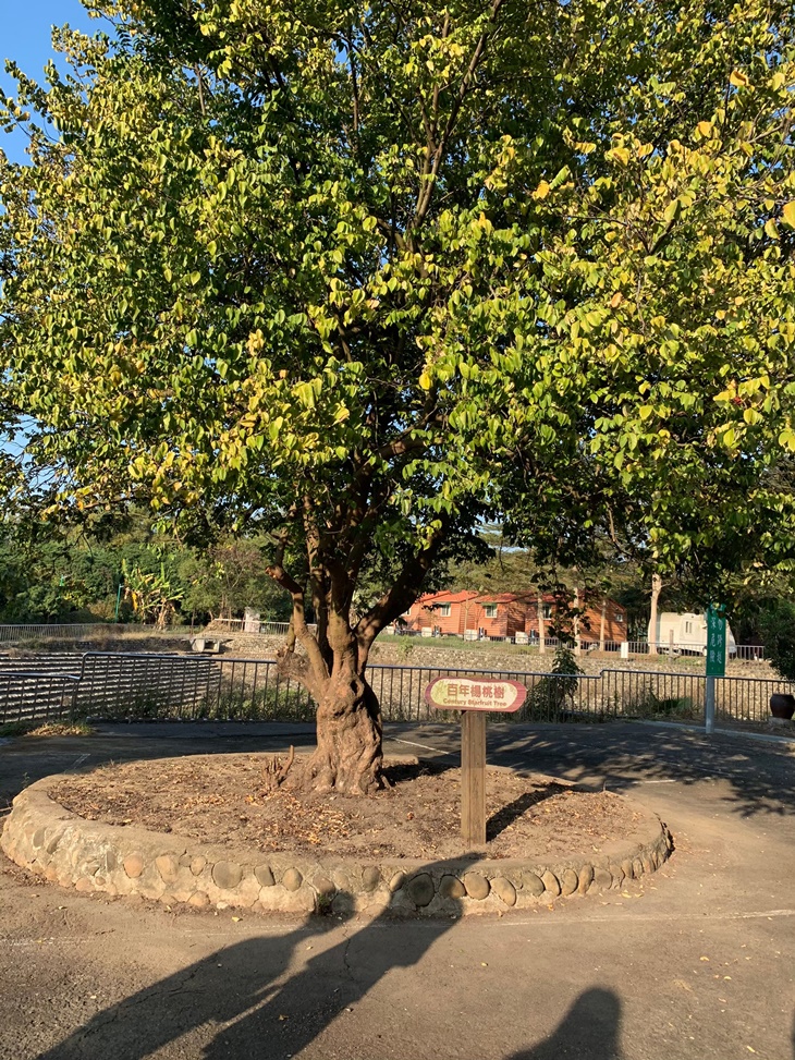 百年楊桃樹