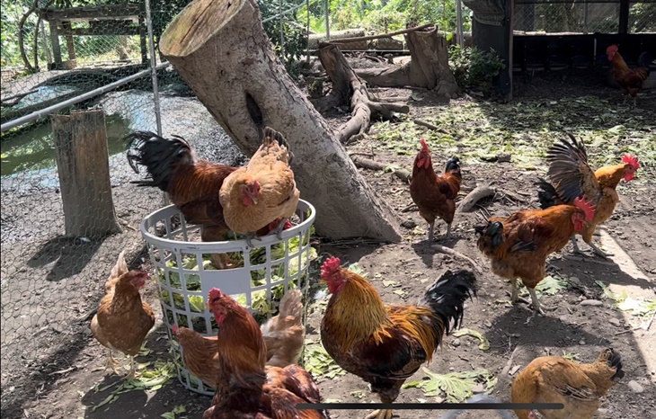 村長阿伯可愛寵物區(珍禽飼養區)