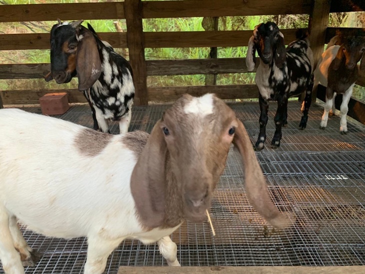 村長阿伯可愛寵物區(珍禽飼養區)