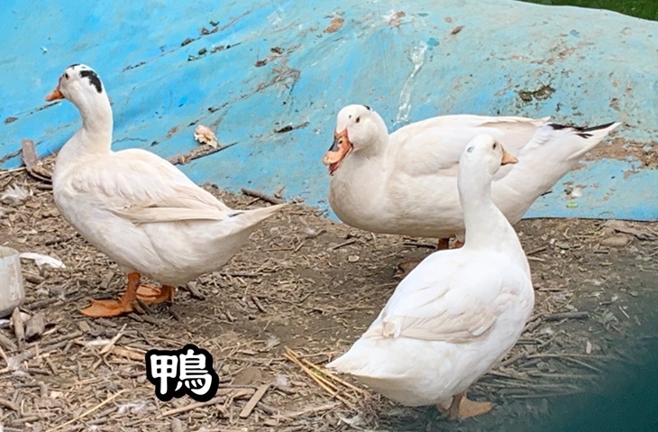 村長阿伯可愛寵物區(珍禽飼養區)
