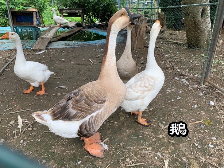 村長阿伯可愛寵物區