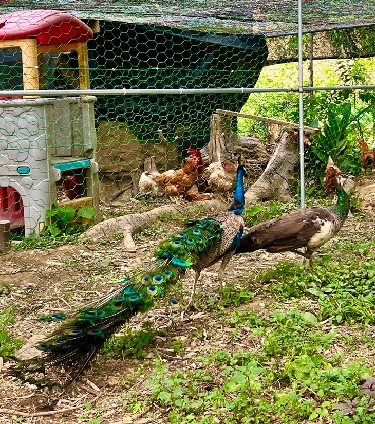 村長阿伯可愛寵物區(珍禽飼養區)