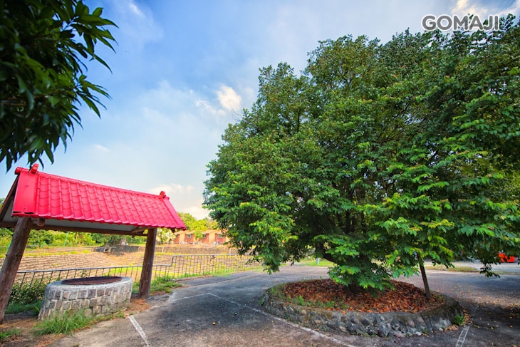 百年楊桃樹/百年古井