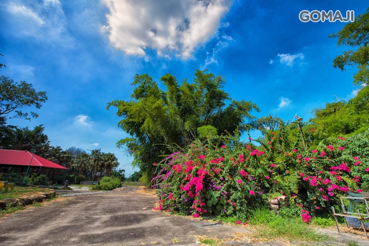 村長阿伯可愛寵物區