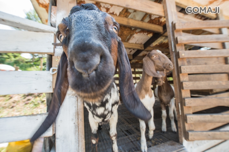 村長阿伯可愛寵物區