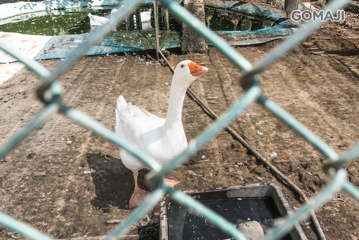 村長阿伯可愛寵物區