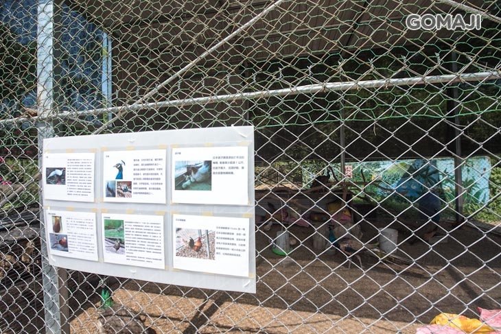 村長阿伯可愛寵物區