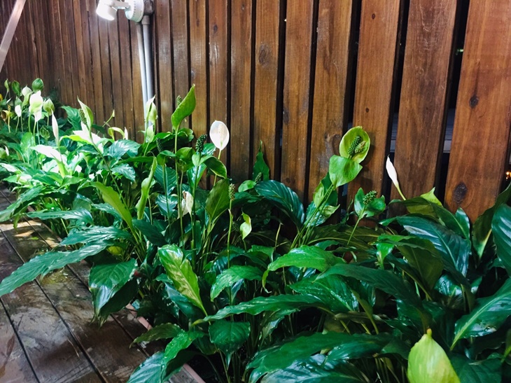 男裸湯