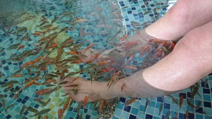 養身溫泉魚