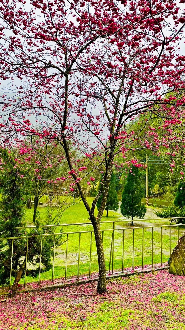茶野裡山野露營(南投龍泉營區)