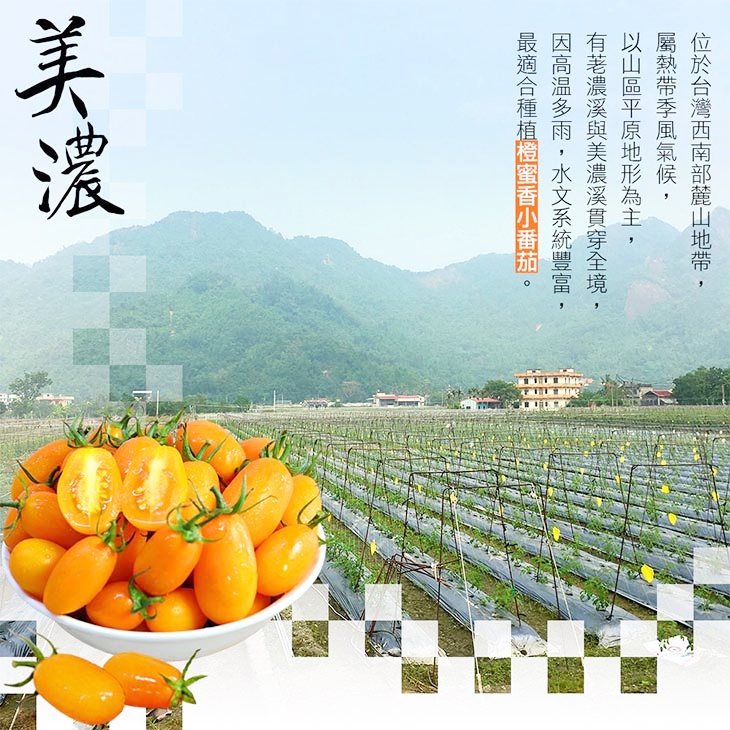 高雄美濃橙蜜香小番茄