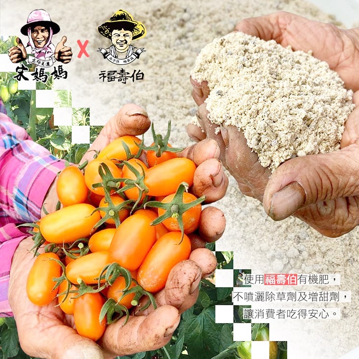 高雄美濃橙蜜香小番茄