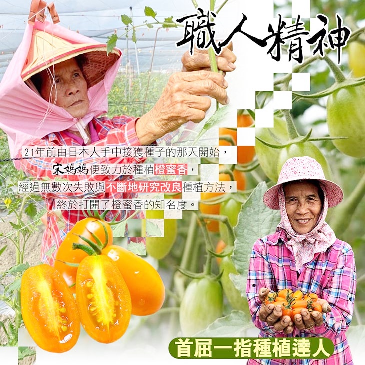 高雄美濃橙蜜香小番茄