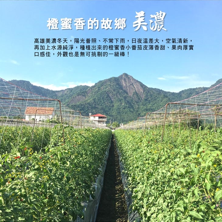 高雄美濃超人氣橙蜜香小番茄
