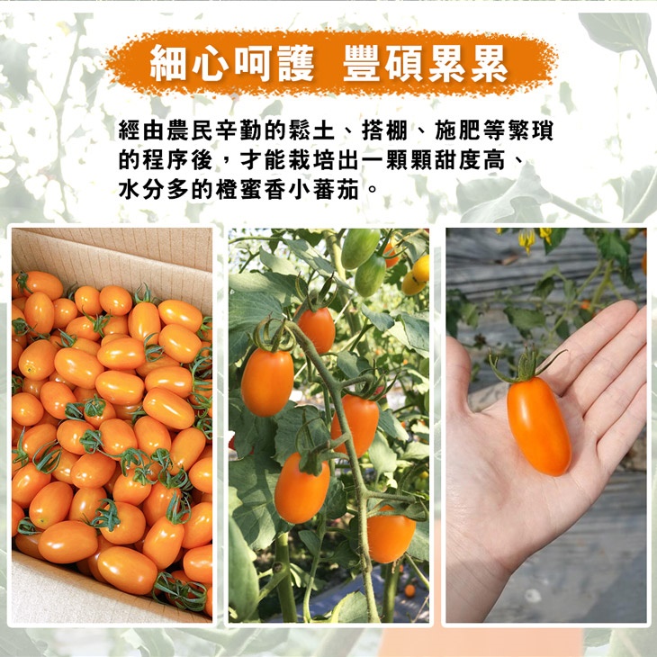 高雄美濃超人氣橙蜜香小番茄
