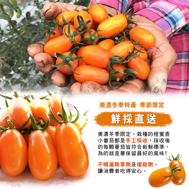 高雄美濃超人氣橙蜜香小番茄