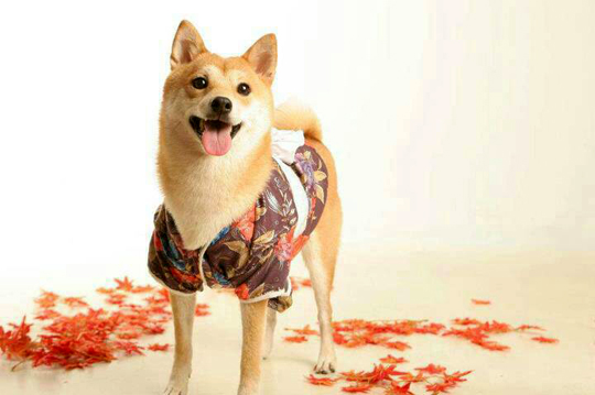 Dogdays寵物美容工作室超值優惠方案 Gomaji夠麻吉