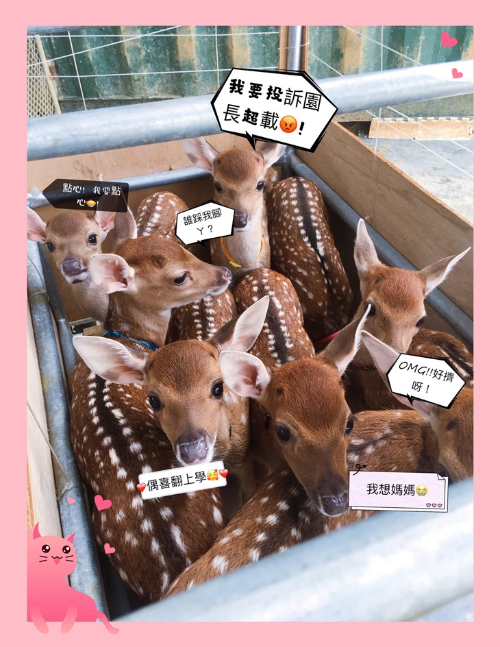 小琉球-鹿粼梅花鹿園區