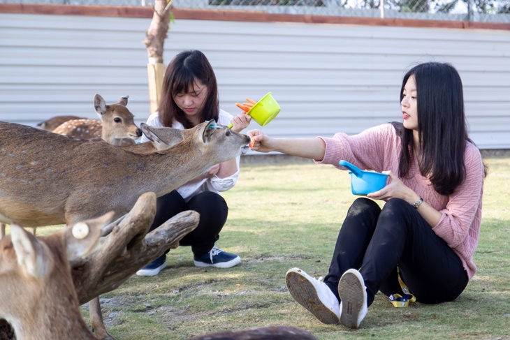 鹿粼梅花鹿園區