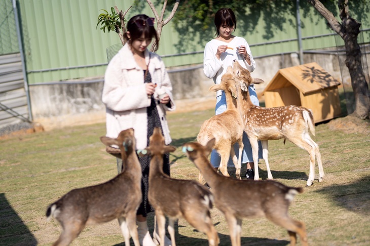 鹿粼梅花鹿園區