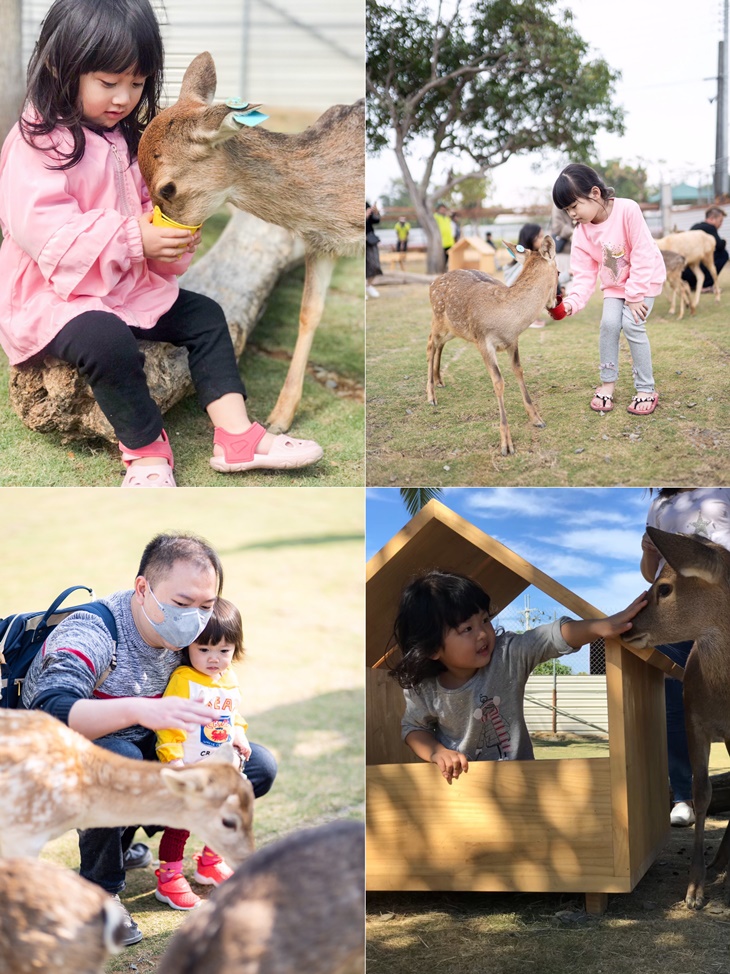 小琉球-鹿粼梅花鹿園區