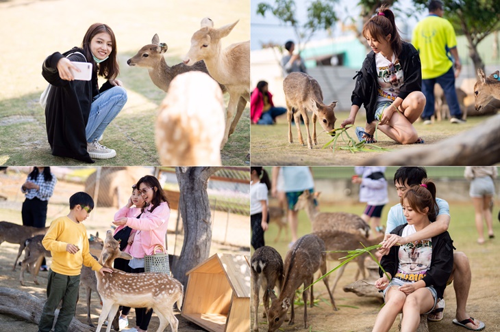 小琉球-鹿粼梅花鹿園區