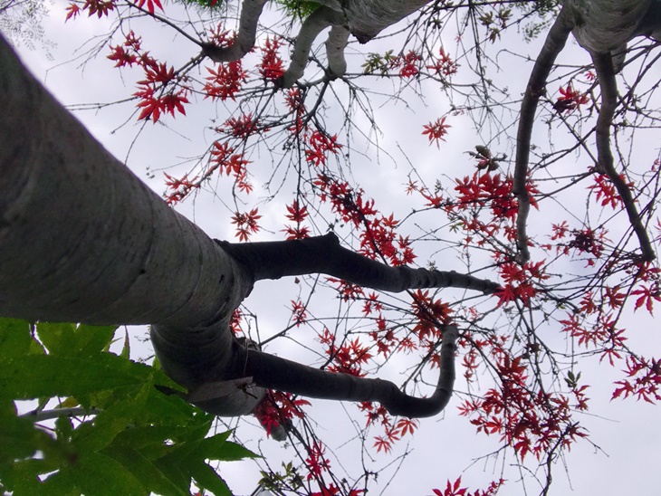 日月潭-星月秘境