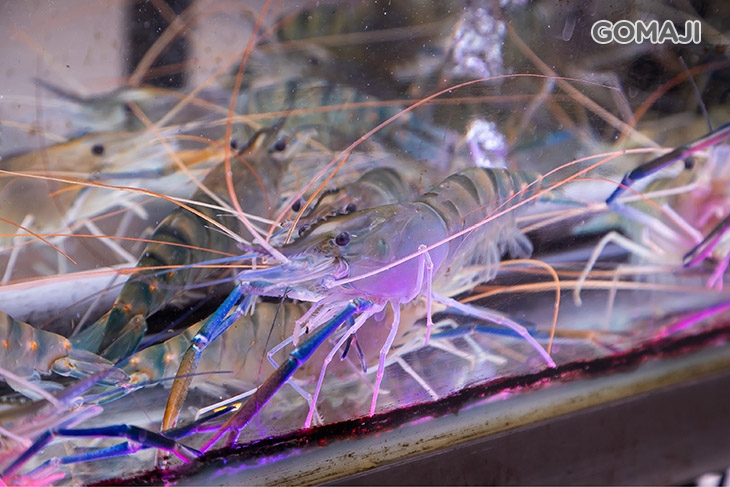 泰蝦樂 水道泰國蝦吃到飽