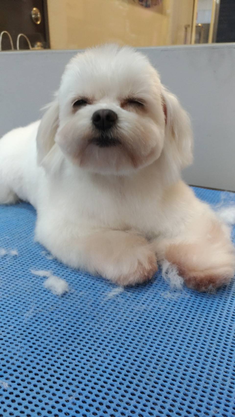 Go go station 專業寵物美容超值優惠方案| Gomaji 懂生活的好麻吉