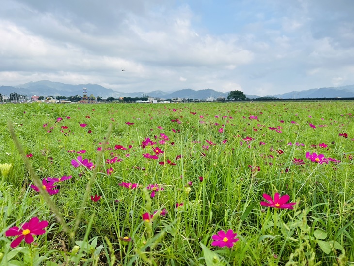 2024臺中國際花毯節