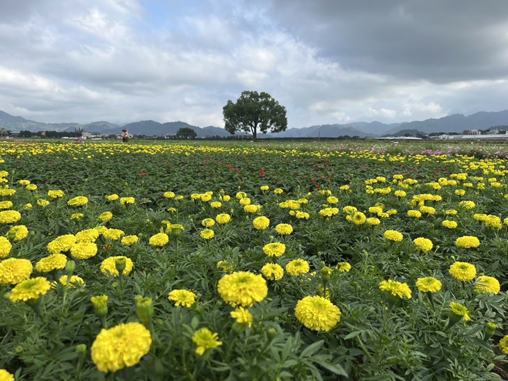 2024臺中國際花毯節