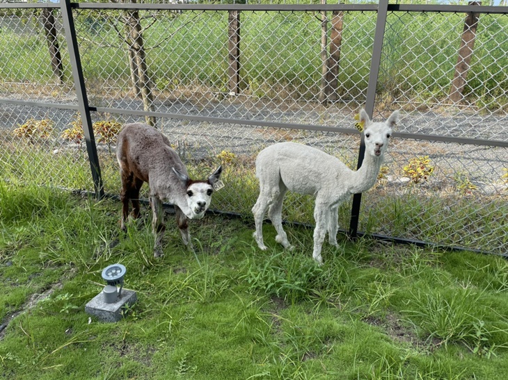 可愛動物園區參觀