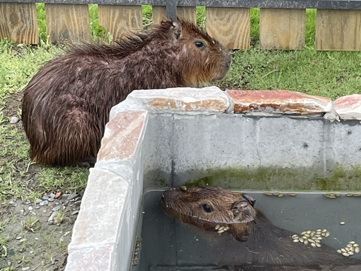 可愛動物園區參觀