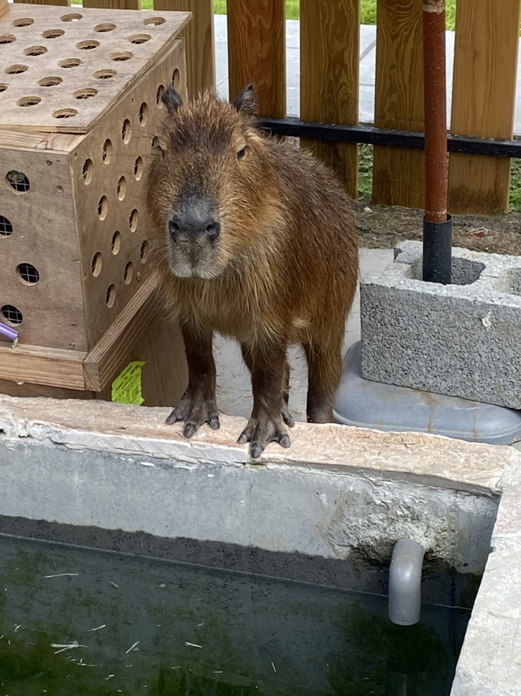 可愛動物園區參觀