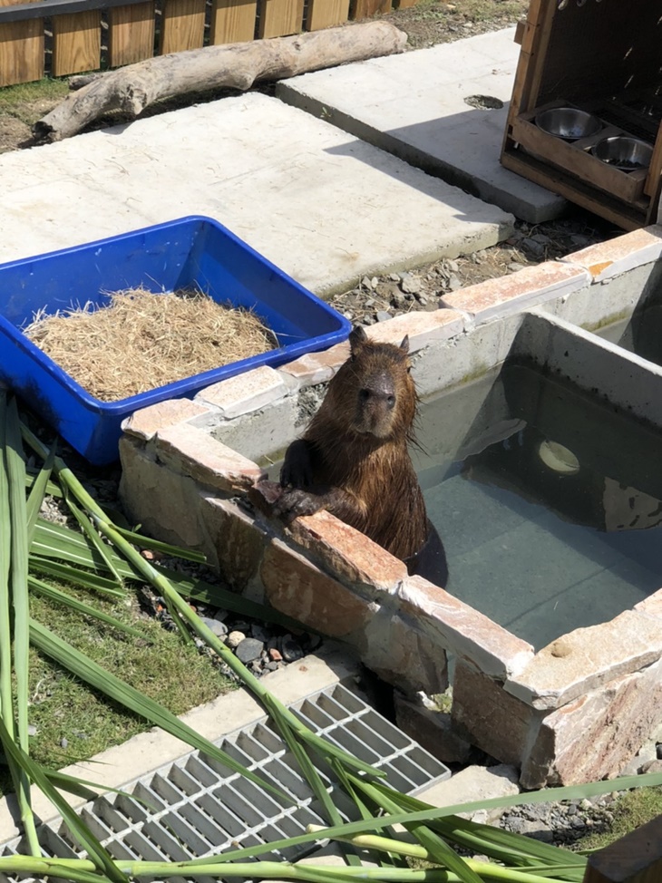 可愛動物園區參觀